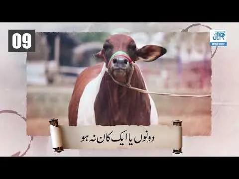20 Qism Ky Janwarun Ki Qurbani Jaiz Nahi | JTR Media House